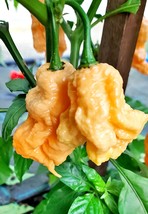 Scotch Bonnet Red (Yellow) Hot Pepper Vegetable, 15 seeds - $10.29