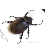 Megasoma Elephas Real Giant Beetle Framed Entomology Collectible Display - $1,815.88 MXN