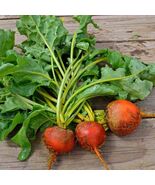 100 Detroit Golden Beet Seeds Fresh For Gardens Ships Quick - $11.07