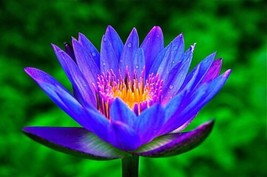  Lotus Colorful Water Lily Aquarium Plant Seeds Bulb Easy Grow Fs003 Lotus From  - £10.31 GBP