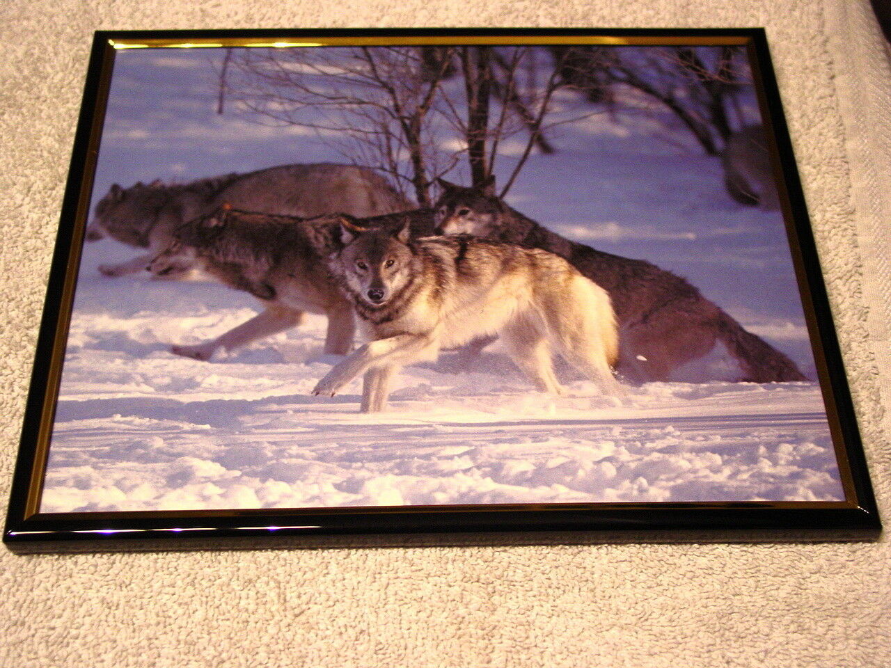 Primary image for WOLVES WOLF 8X10 FRAMED PICTURE PRINT #5