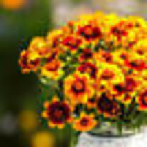 Zinnia Mexican Persian Carpet Mix Dwarf Flower Pollinators Non-GMO 200 Seeds - £9.62 GBP