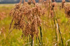 1000 Seeds WOOL GRASS Native Wildflower Marsh Wetlands Woolgrass Sedge P... - $16.59