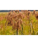 1000 Seeds WOOL GRASS Native Wildflower Marsh Wetlands Woolgrass Sedge P... - $16.59