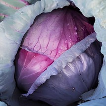 60 Seeds Heirloom Purple Cabbage Organic Vegetables - $167.24 MXN