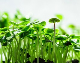 Cinnamon Basil Microgreen Seeds NonGMO Heirloom Seeds For Sprouting - $9.00