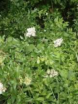 Ligustrum Vulgare Wild Privet 20 Seeds Fast Ship USA Seller  - $26.58