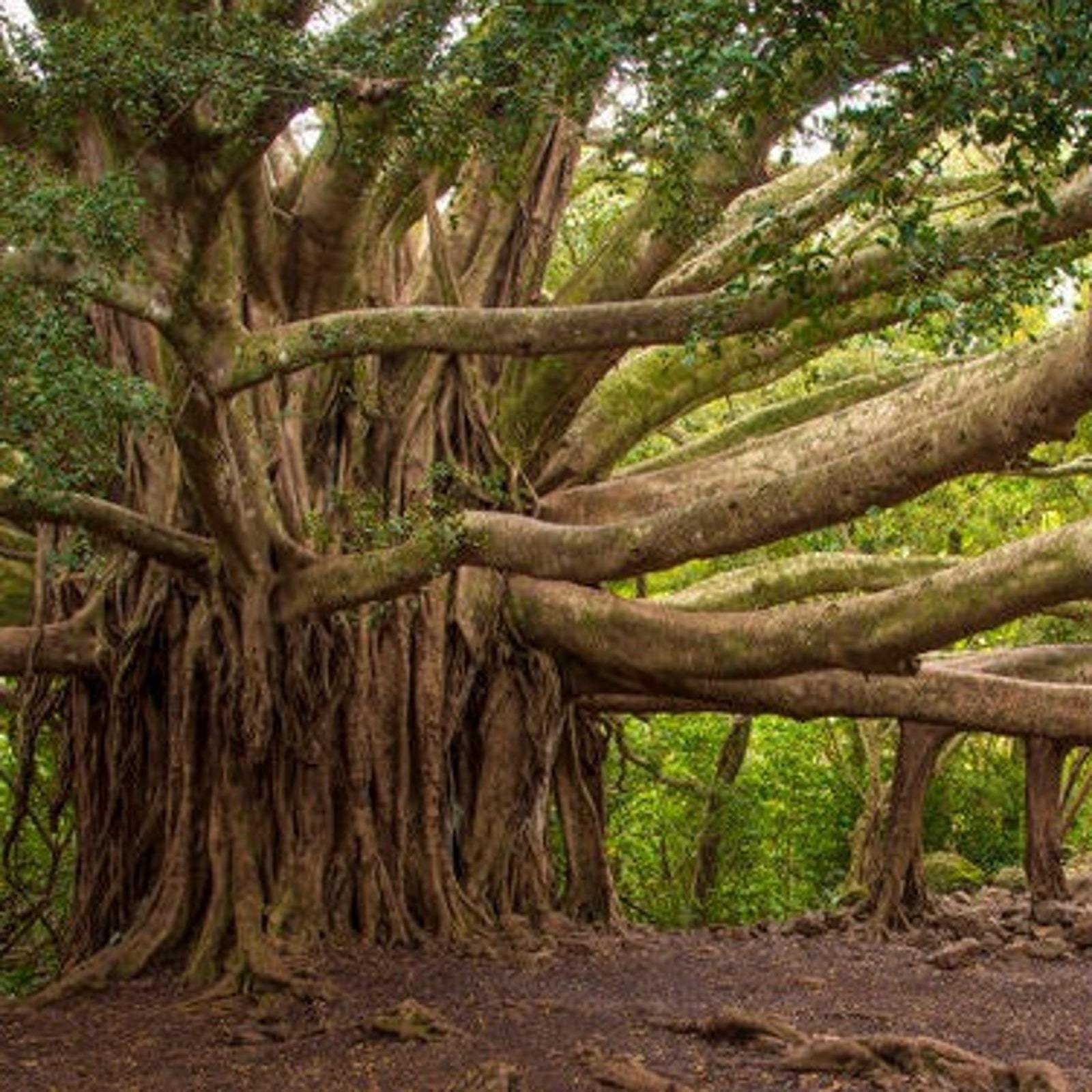 Banyan Tree (Ficus Benghalensis) Seeds Garden