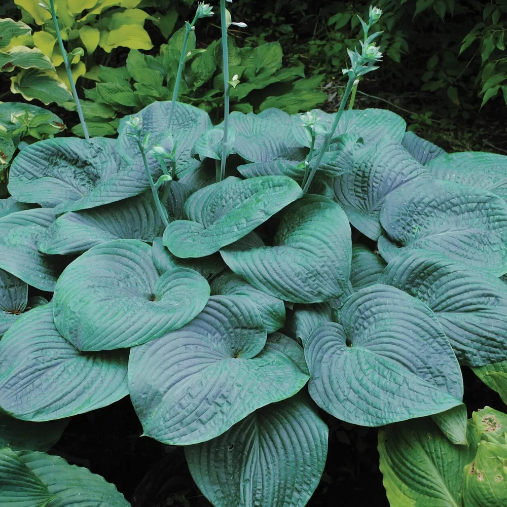 Hosta Humpback Whale Well Rooted 5.25 Inch Pot Plant Monster Blue - $36.13