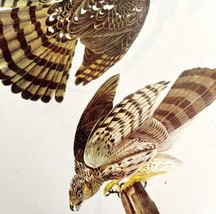Cooper&#39;s Hawk Bird Print 1946 Color Art John James Audubon Nature DWV2E - $39.99