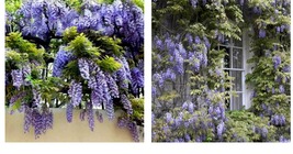 12-18&quot; Tall Live Plant - Blue Japanese Wisteria Vine - 2.5&quot; Pot - W. floribunda - £49.53 GBP