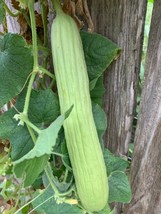 Pale Armenian Cucumber Seeds 50+ Long Snake Serpent Vegetable - £7.82 GBP