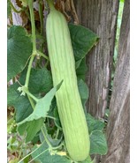 Pale Armenian Cucumber Seeds 50+ Long Snake Serpent Vegetable - $9.80
