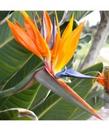 Orange Bird Of Paradise Strelitzia Reginae 10 12 Inch Tall Rooted Starte... - $44.98