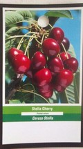 STELLA CHERRY 4-6 FT Tree Sweet Fruit Cherries Trees Plants Home Garden ... - £77.49 GBP