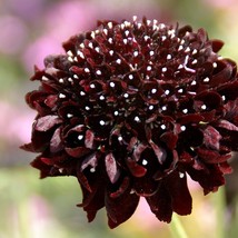 New Fresh Seeds Scabiosa Atropurpurea Black Knight Seed - £7.84 GBP