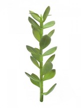 EUROPALMS Geldbäumchen-spross, Artifical Plant,11 13/16in - £2.14 GBP