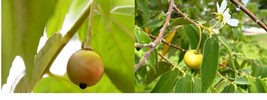 Live Plant Yellow Jamaican Cherry Tree Muntingia calabura Gardening FREE... - $46.99