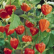 50 Seeds Chinese Lantern Perfect for Garden Planting Immediate Gardening Start - $8.99