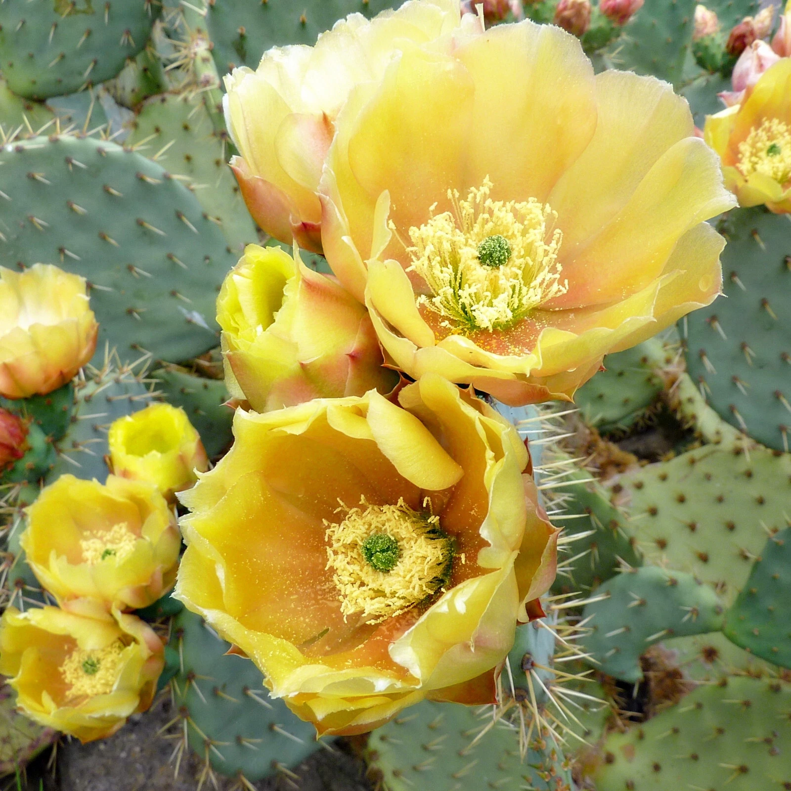 Texas Red Prickly Pear (Opuntia Engelmannii) SEEDS - $4.12