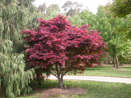 20 seeds Bloodgood Atropurpureum Japanese Maple Grow Quick Heirloom Seeds Excel - £10.03 GBP