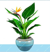 100 pcs 100% Real Strelitzia Reginae Indoor Potted Plant Flowers Bird of Paradis - £5.49 GBP