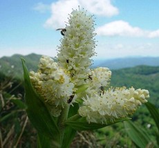 SG 100 Virginia Bunchflower Lily White Hellebore Melanthium Virginicum F... - $7.03