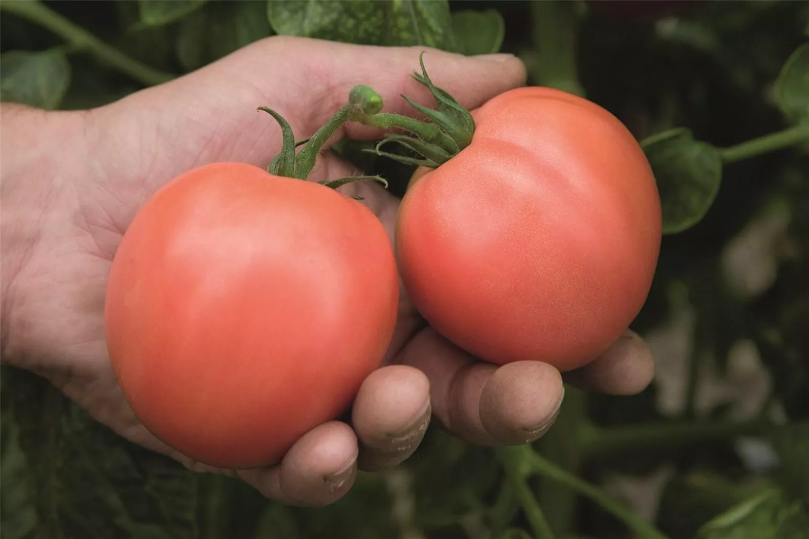 50 Seeds Torbay Tomato Vegetable Garden - $9.75