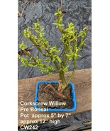 Pre Bonsai  Willow,  Corkscrew Willow, Bonsai Willow-  Salix- Grow Your Own - €22,40 EUR+