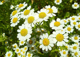 Roman Chamomile 100 Seeds Herb Sleep Calming Healing Chamaemelum Nobile Fresh Ga - £10.76 GBP