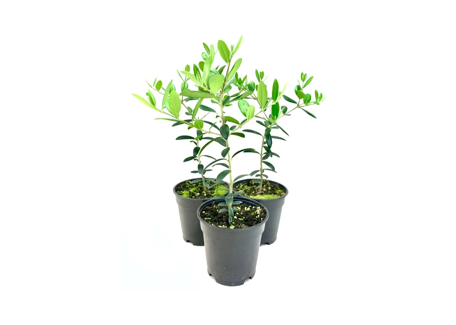 Arbequina Olive Tree Live 4nch Pots Grow Your Own Olivesndoor &amp; Outdoor - £32.58 GBP