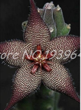 120 Pcs Stapelia Pulchella Perennial Easy Growing ing Purify The Air - £7.10 GBP