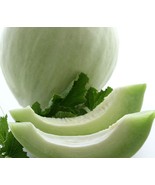 30+ Honeydew Green Melon Seeds 30+Heirloom Melon Seeds Fresh NON-GMO #90 - €1,90 EUR