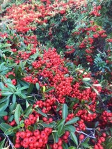 Pyracantha Berries Firethorn 50 Seeds Fresh Garden - $13.99