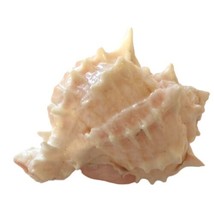 Pink Murex Hermit Crab Spiny Shell Seashell Fossil Collector Display Sma... - £7.77 GBP