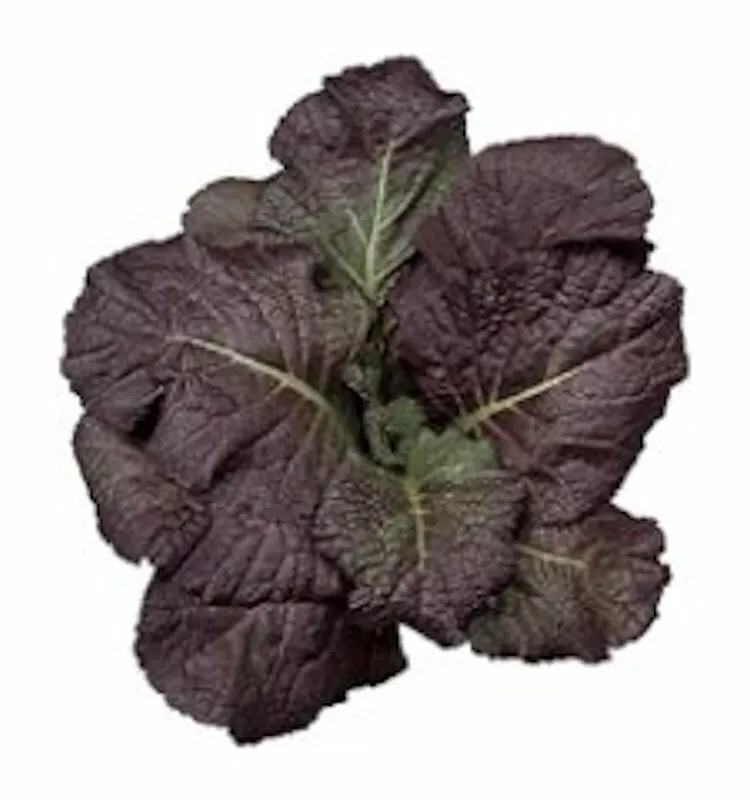 Red Giant Mustard Brassica juncea Non Gmo 1500 Seeds - £7.69 GBP