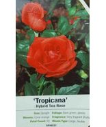 Tropicana Hybrid Tea Rose 1 Gal Orange Bush Plants Shrub Plant Fine Roses - £88.14 GBP