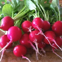 2000 Radish Seeds Cherry Belle 23 Days Vegetable Seeds Gardening USA Shipping - £9.89 GBP