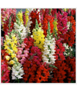 EASY TO GROW SEED - 3750 Snapdragon Seeds, Tetra Mix, Multi Color Blooms - £3.17 GBP