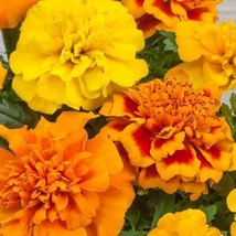 US Seller Marigold Seeds 50 Marigold Chica Mix Compact Marigold New Fast Shippin - $23.00