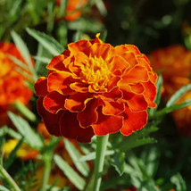 Item image 1 image 1