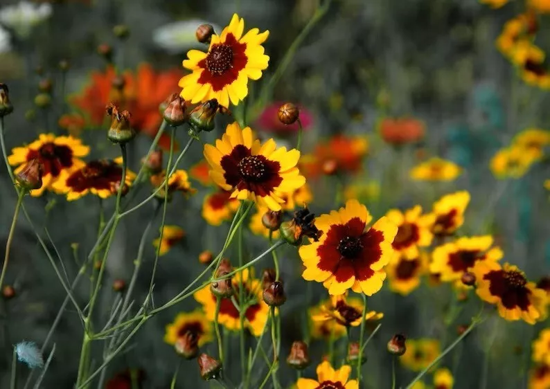 Coreopsis Plains Flower 100 Seeds - £7.48 GBP