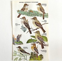 Western Empidonax Flycatchers Varieties 1966 Color Bird Art Print Nature... - $19.99