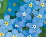 Chinese Forget Me Not Seeds 200 Seeds  Fast Shipping - $7.99