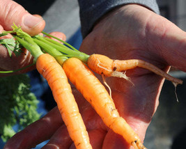 Bulk Envy Hybrid Carrot Seeds - $16.75