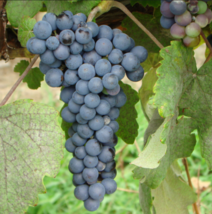 THOMCORD Seedless Grape Vine - 1 Bare Root Live Plant - Buy 4 Get 1 Free! - £22.38 GBP+