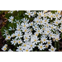 Pure Herbs: Blood Root (Red Root) - 4 oz. (Natural Herbal Extracts) image 3