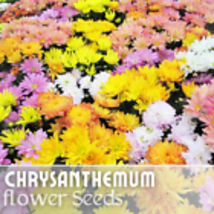 200+ Seeds Field Bouquet Mix Mum Chrysanthemum Seeds  Mum Flower, Flower Seeds - £9.99 GBP