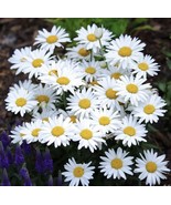 Alaska Shasta Daisy Seeds Chrysanthemum Maximum 500 Seeds | Perennial Garden - $7.99