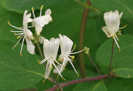 FREE SHIPPING Lonicera xylosteum European Fly Honeysuckle 50 Seeds - £11.84 GBP